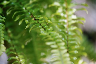 Close-up of wet plant leaves