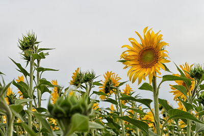 Close-up of sunflower blooming against clear sky