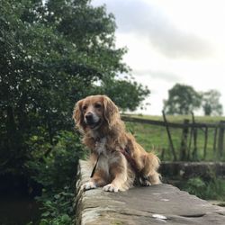 Close-up of dog sitting against trees