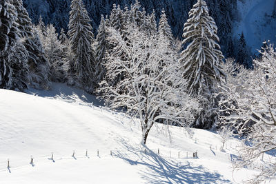 Winter landscape. snowcapped trees. white christmas concept
