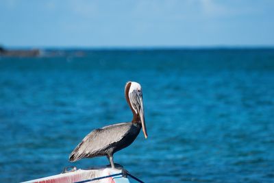 Seagull perching on a sea