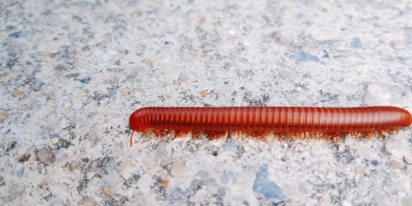 Close-up of insect on the ground