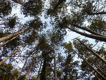 Low angle view of trees in forest