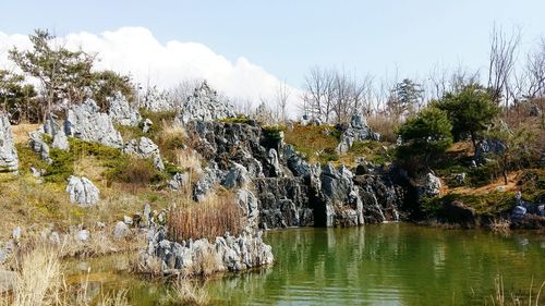 Plants growing on rocks by lake against sky