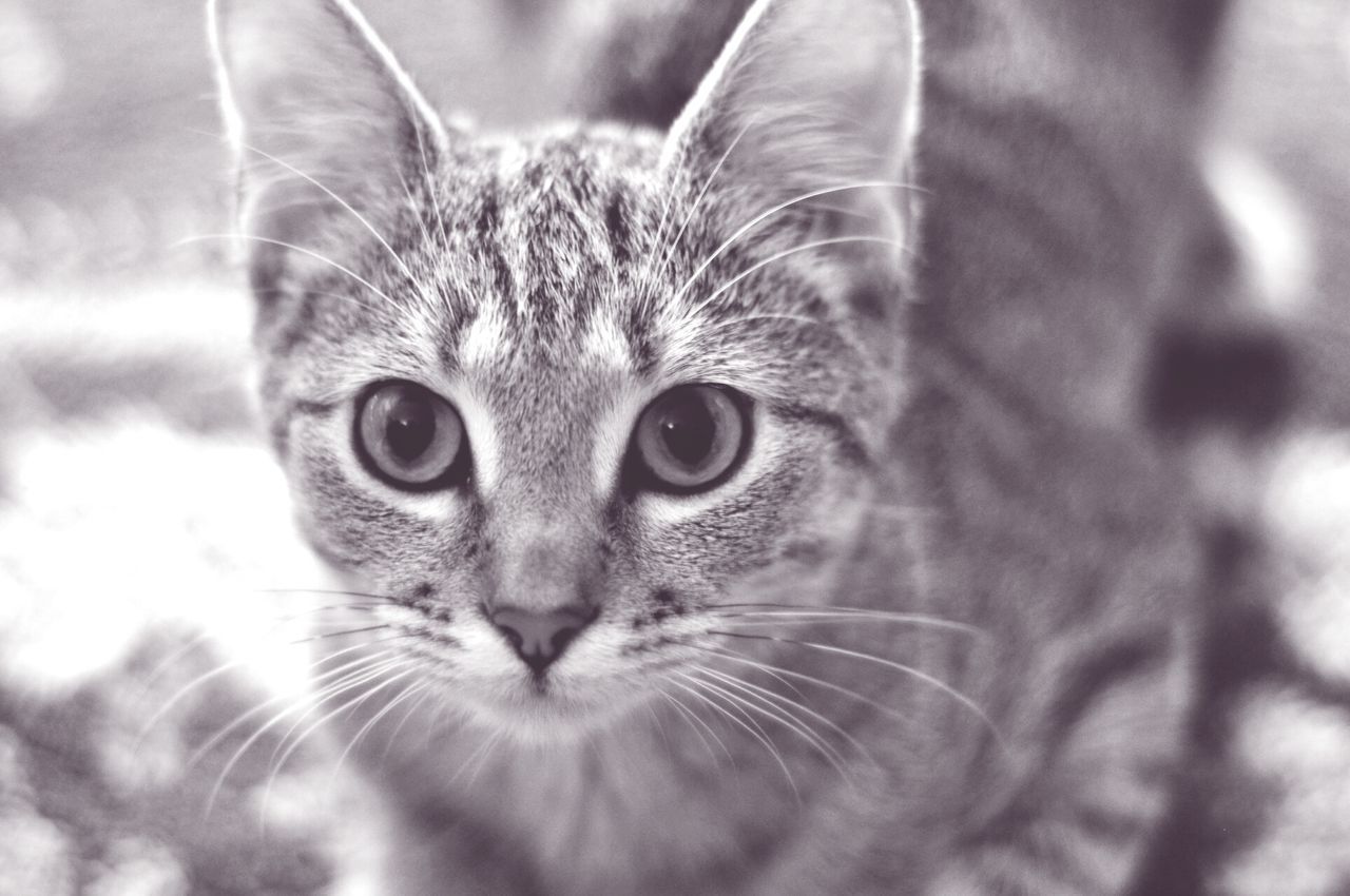 domestic cat, cat, one animal, pets, feline, animal themes, whisker, domestic animals, mammal, portrait, looking at camera, close-up, animal head, focus on foreground, animal eye, staring, alertness, front view, indoors