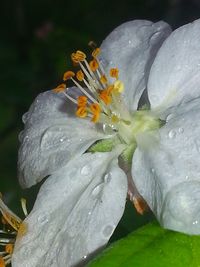 Close-up of white flower