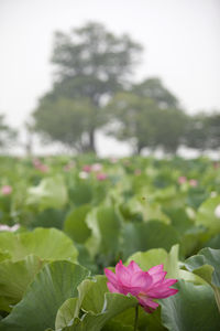 Close-up of flowers blooming outdoors