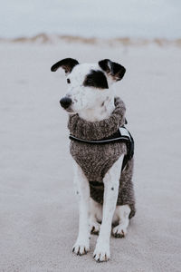 Dog with woolen sweater in the winter