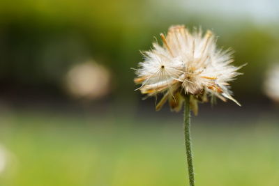 Close-up of white dandelion flower