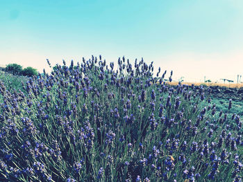 Plants growing on field against sky