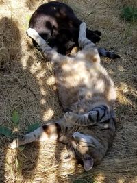 High angle view of cat sleeping on field