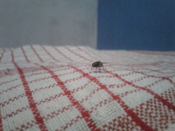 Close-up of insect on bed at home