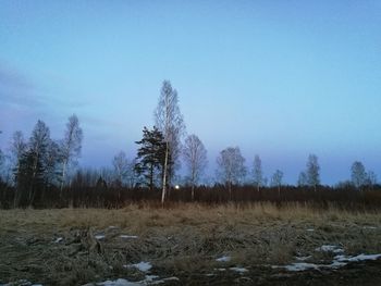 Trees against sky