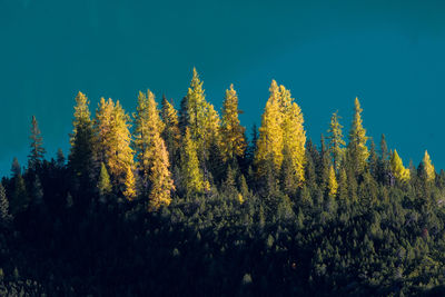 Trees in forest against blue sky