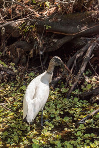 High angle view of white bird perching on field