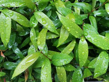 Full frame shot of wet leaves