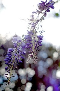 Close-up of purple flowering plant