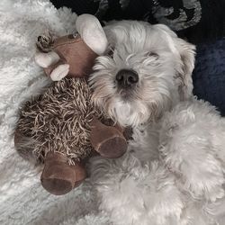 High angle view of dog relaxing on bed