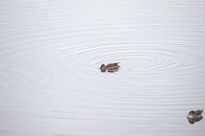 High angle view of ducks swimming in lake