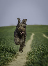 Dog running on field