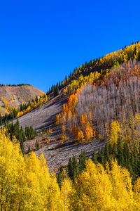 Scenic view of yellow autumn trees against clear blue sky