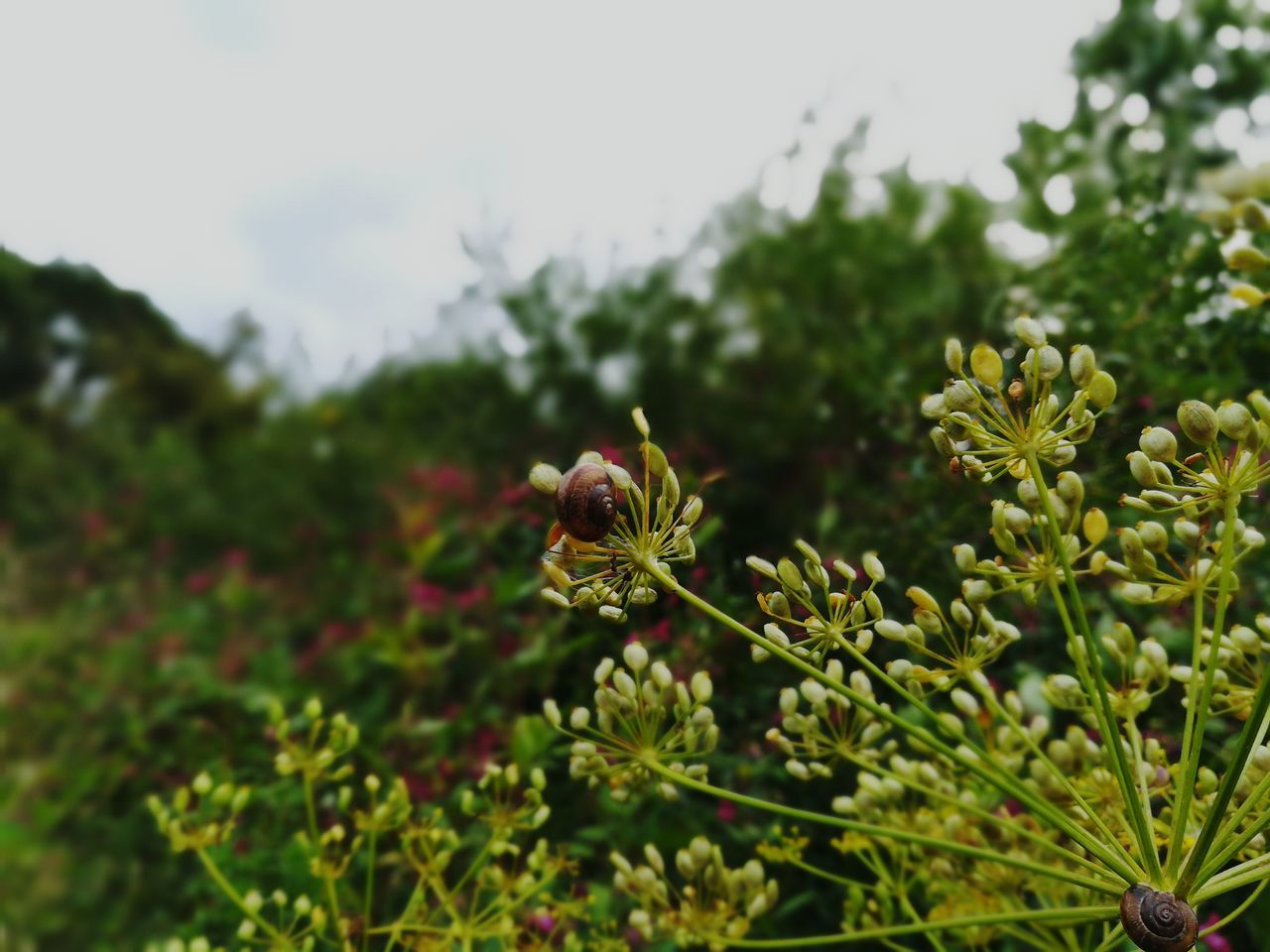 growth, plant, nature, no people, fragility, focus on foreground, day, green color, flower, outdoors, beauty in nature, close-up, freshness