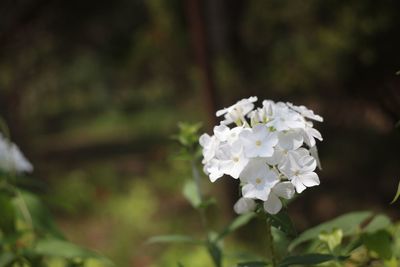 Close-up of white flowering plant