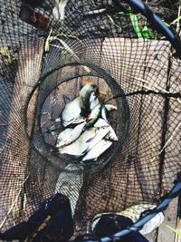 High angle view of fish and fishing net