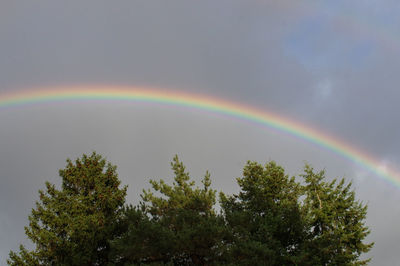 Rainbow over trees against sky