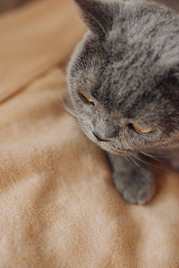 Close-up of a cat sleeping on bed