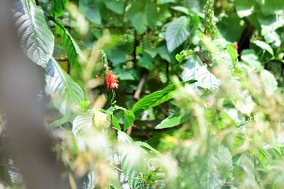 Close-up of red flowering plant