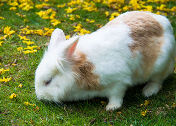 White cat lying on field