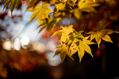 Close-up of maple leaves