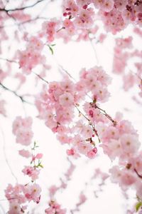 Low angle view of cherry blossoms in spring