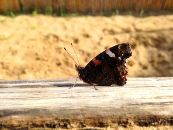 Close-up of butterfly on wood