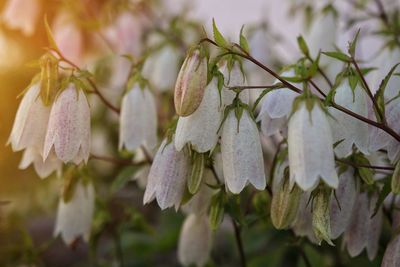 Close-up of white flowering plant