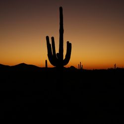 Silhouette cactus against clear sky during sunset