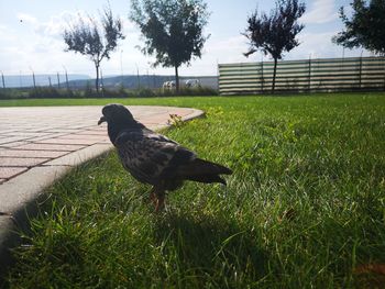 Side view of a bird on field