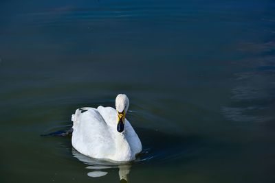 The bayanbulak lake is an important breeding ground for swans and other waterfowl