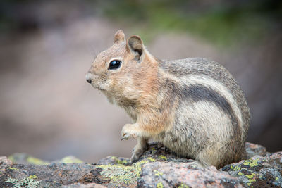 Close-up of chipmunk on rock