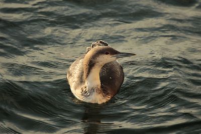 Close-up of duck swimming in lake