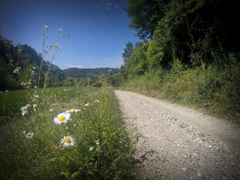 Trees growing on field