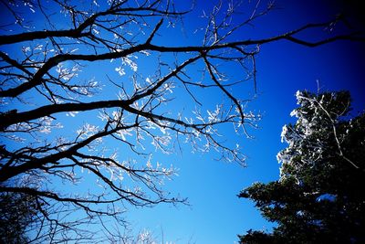 Low angle view of flower tree against blue sky