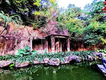 Trees by lake in forest