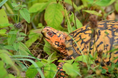 Close-up of butterfly on leaves