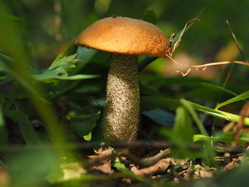 Close-up of mushroom growing on field