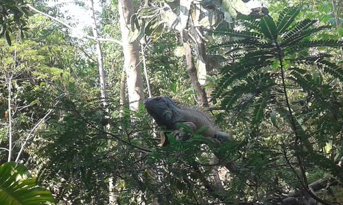 Monkey on tree in forest