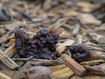 Close-up of dried fruits on table