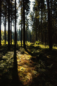 Trees in forest