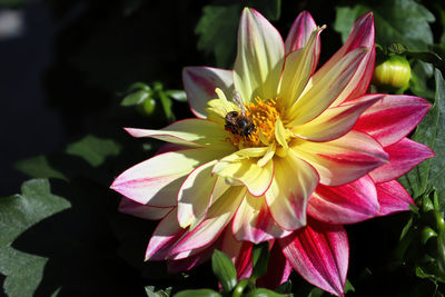 A honeybee collecting nectar from a dahlia flower